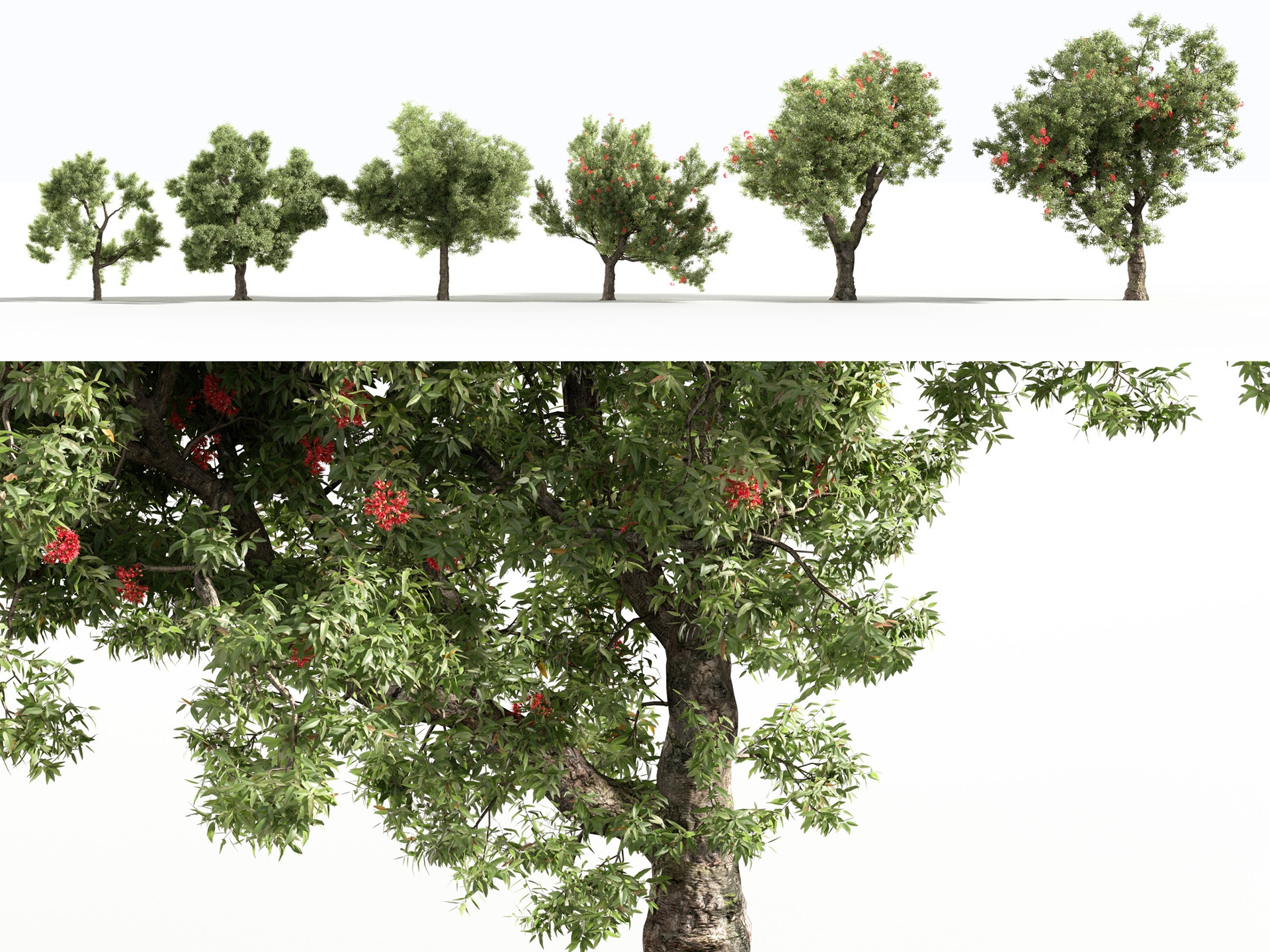 Média 1 pour l'article Corymbia ficifolia 3d model