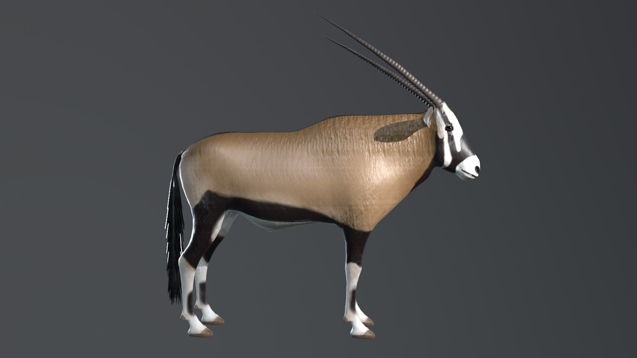 Media 1 for listing Oryx Gemsbok  Gazella