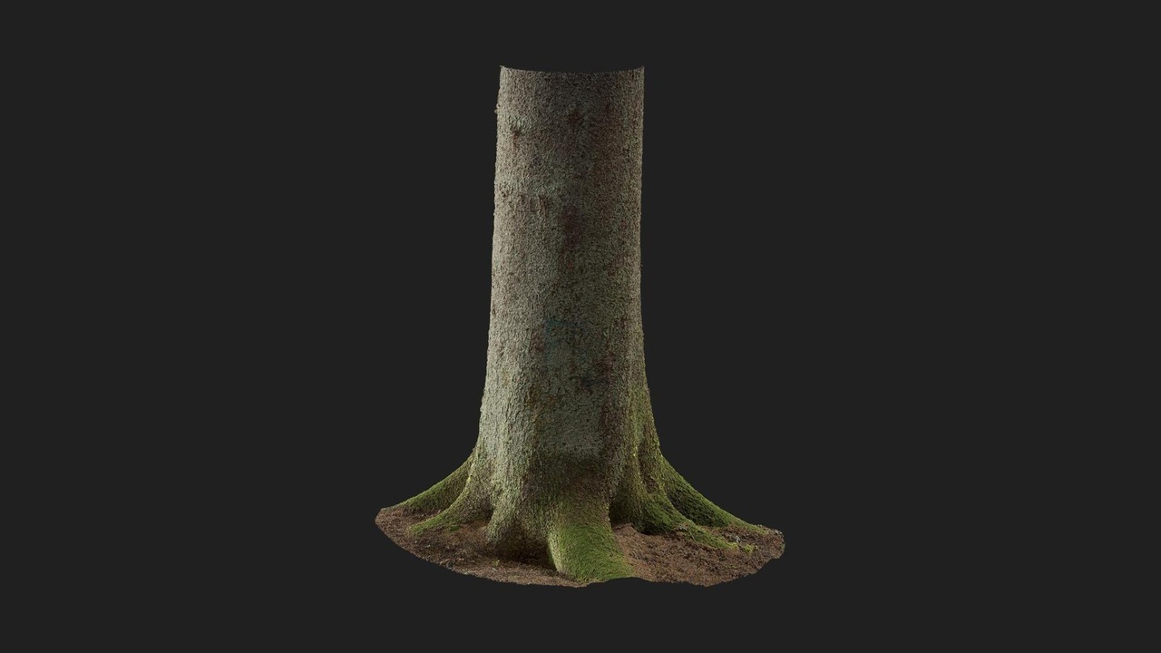 Spruce Tree Trunk | Fab