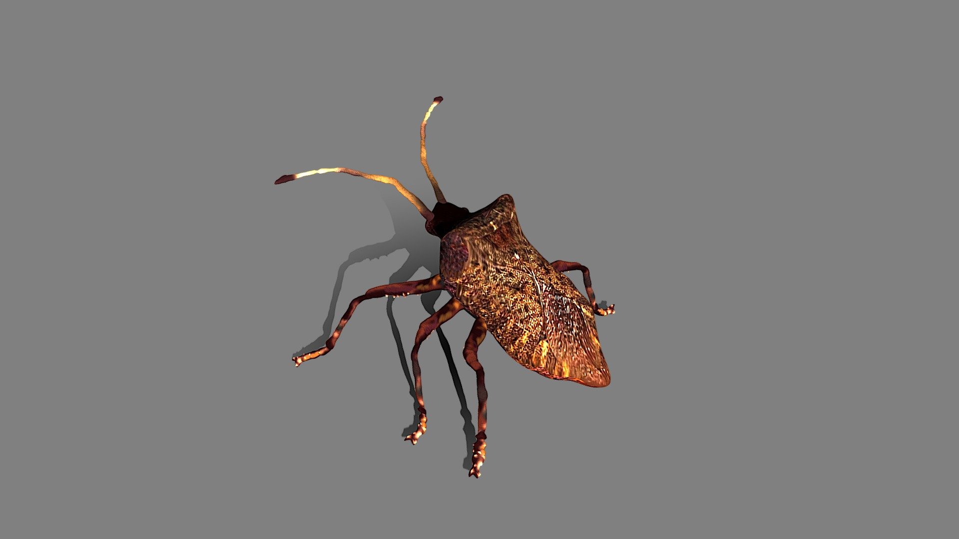 Coreus Marginatus | Fab