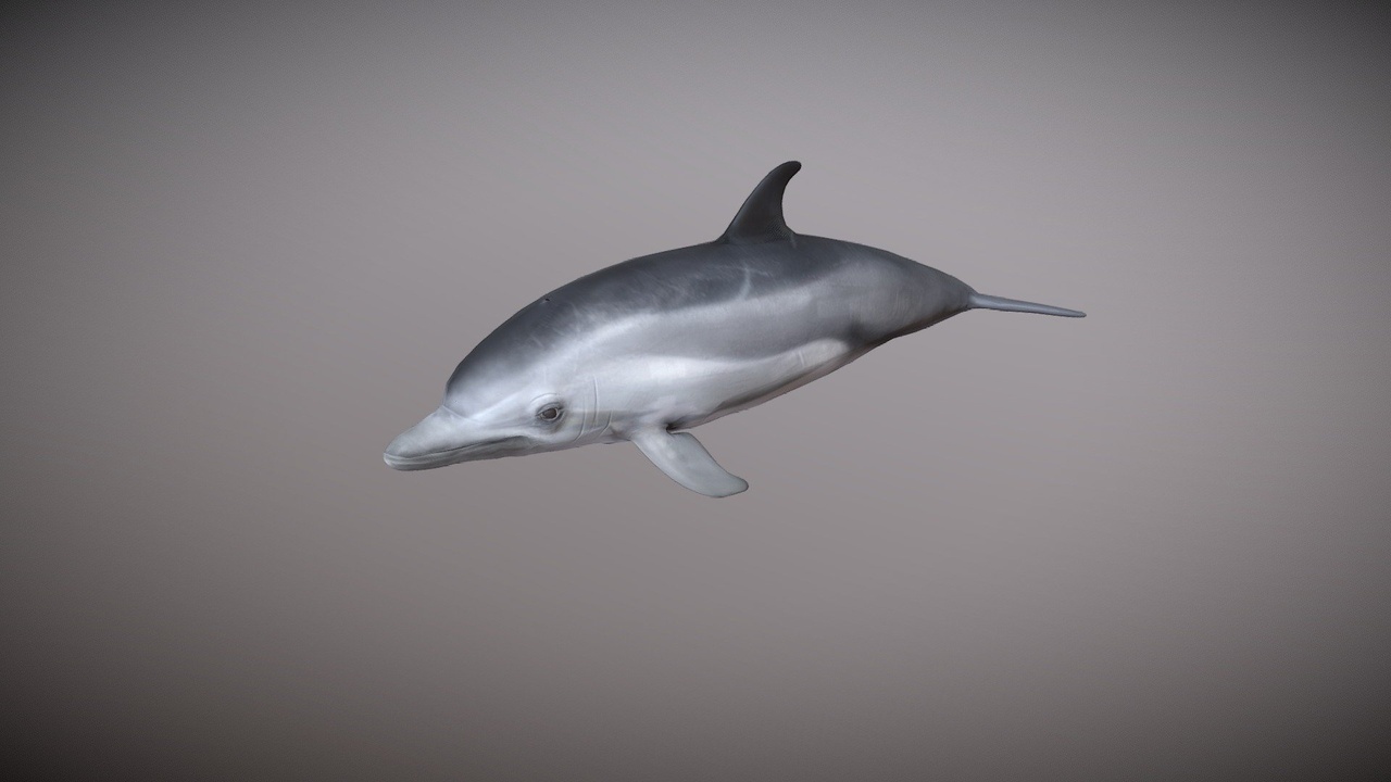 Media 1 for listing Realistic Dolphin | Rigged with 25+ Animations