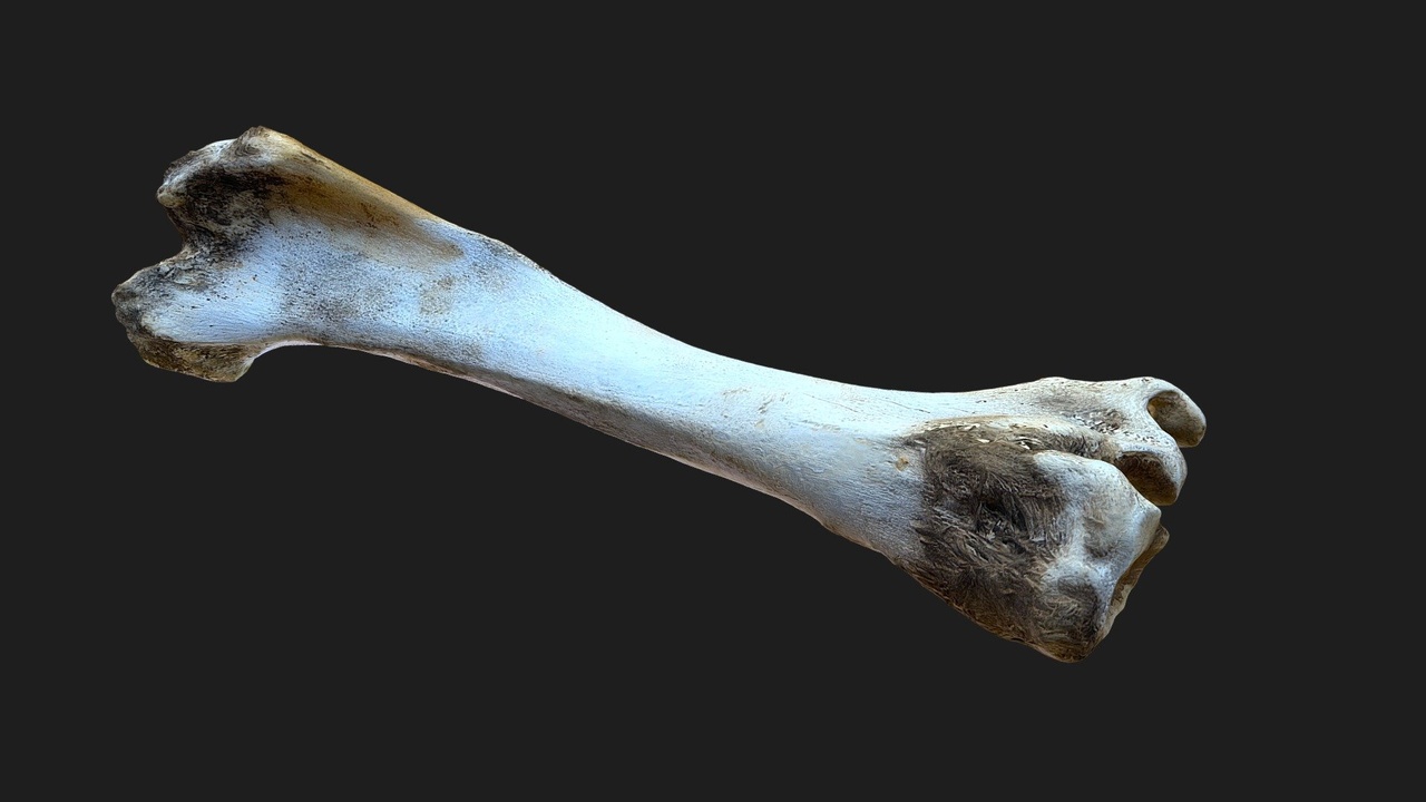 Media 1 for listing Cow Tibia (Shin) Bone