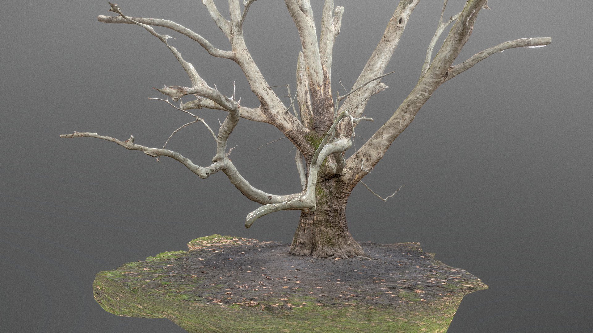 Plane tree trunk | Fab