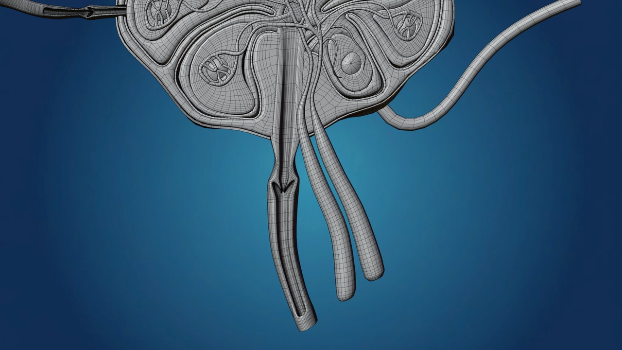 Media 1 for listing Human Lymph Node Anatomy - Internal Structure (3D Model)