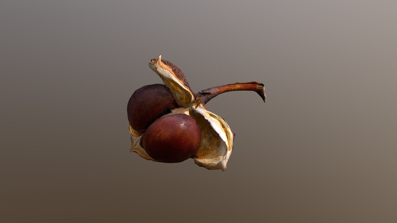 Media 1 for listing Chestnut