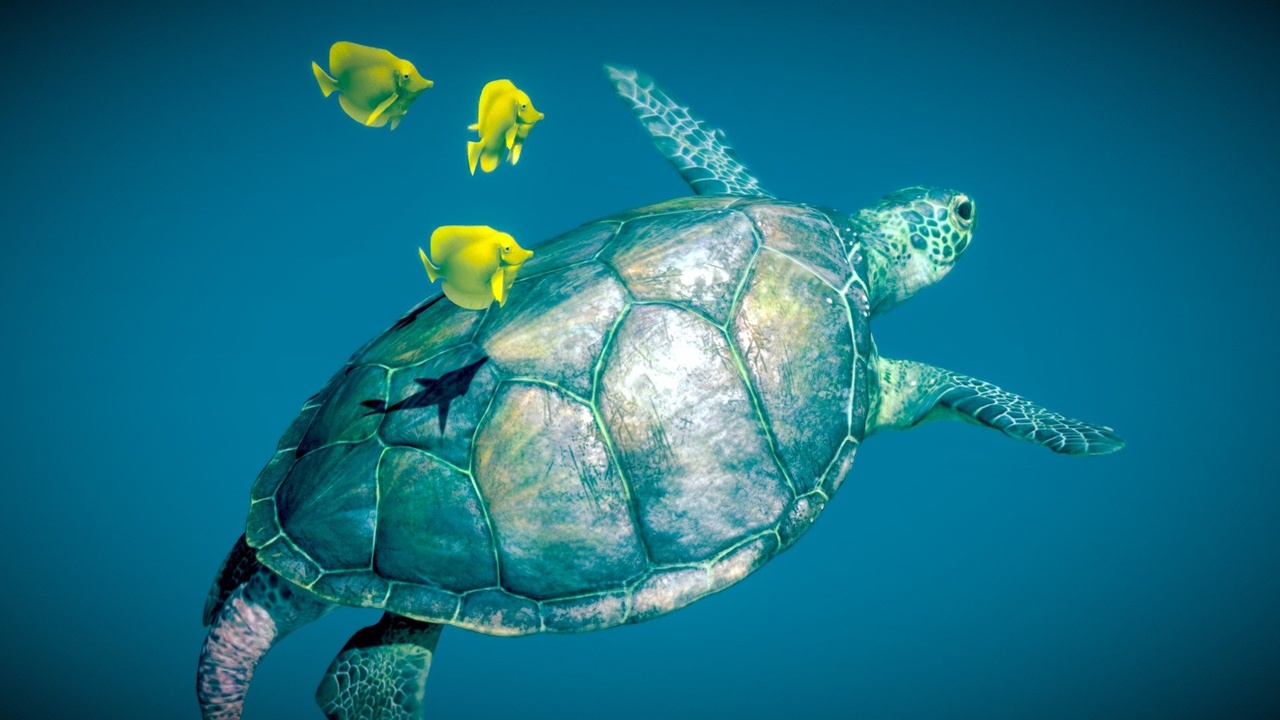 出品Green Sea Turtle ♂のメディア1