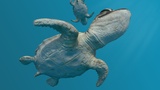 Baby Turtle - Rigged and Animated | Fab