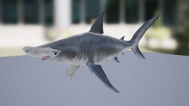 Loan Shark 闇金鮫 fab CF Hammerhead Shark | Fab