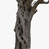 Olive Tree #2 RAW 3D Scan 1x16k / 2x16k Textures OBJ | Fab