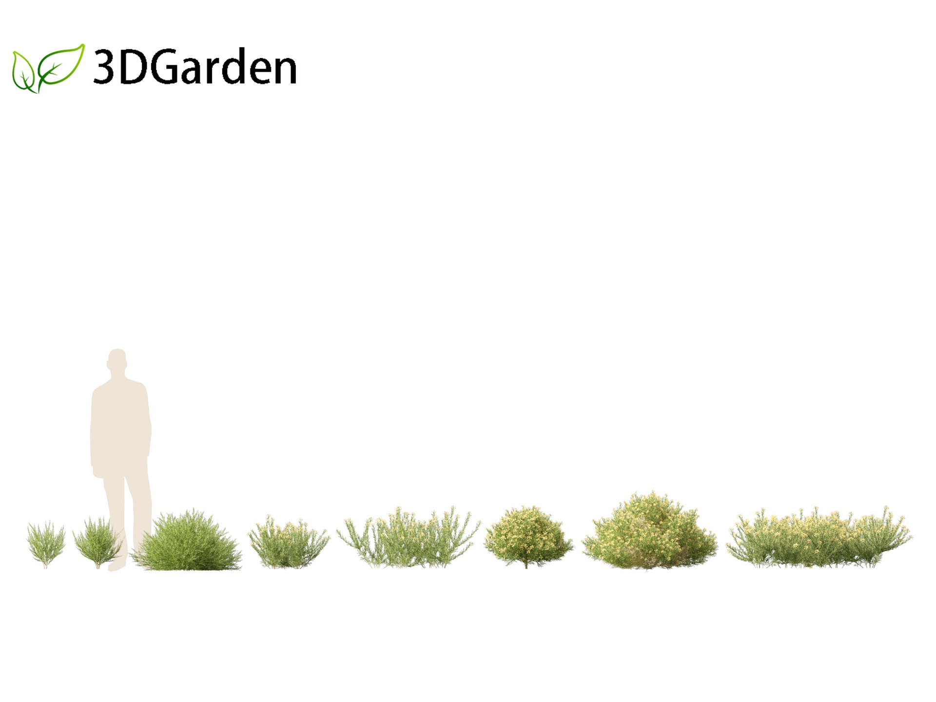 Media 1 for listing Genista hispanica - Spanish Gorse
