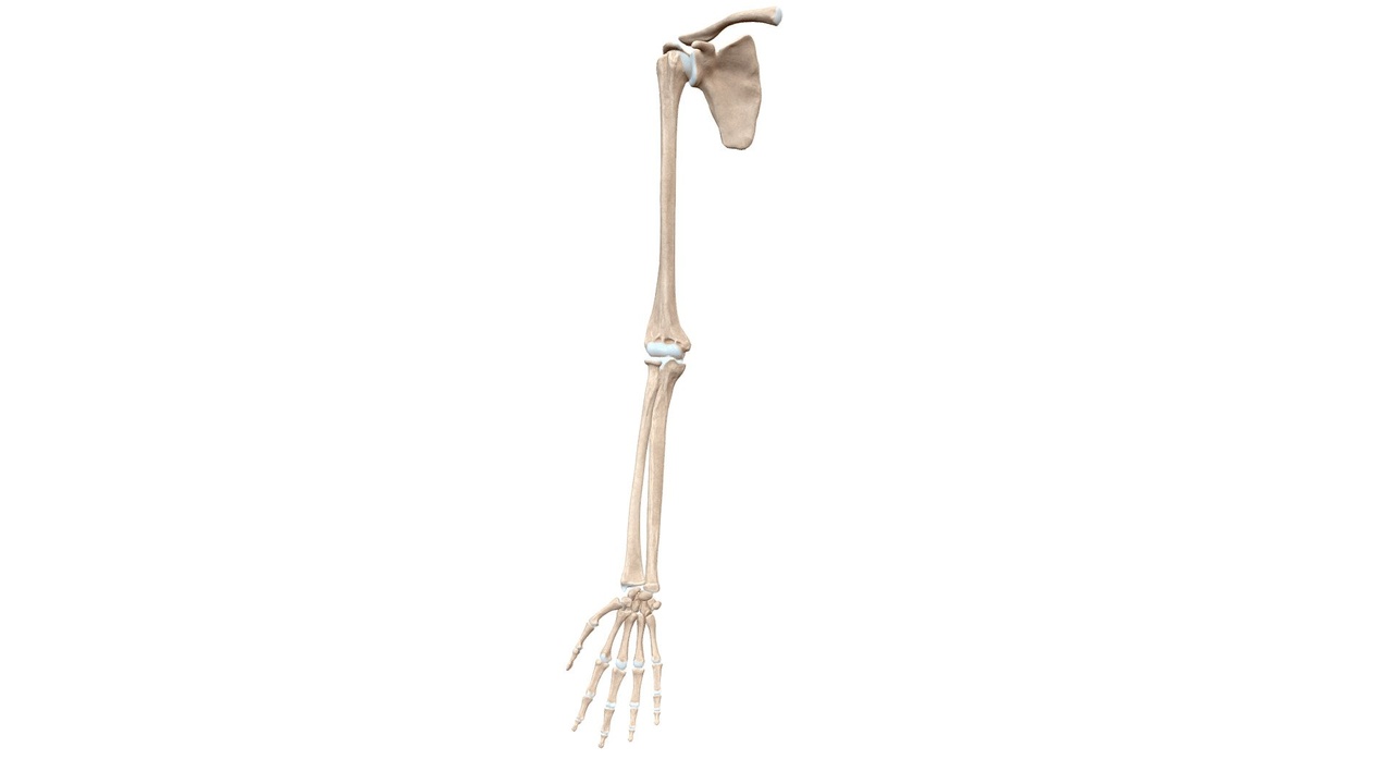 Media 1 for listing Bones Of The Upper Limb with Articular Cartilage