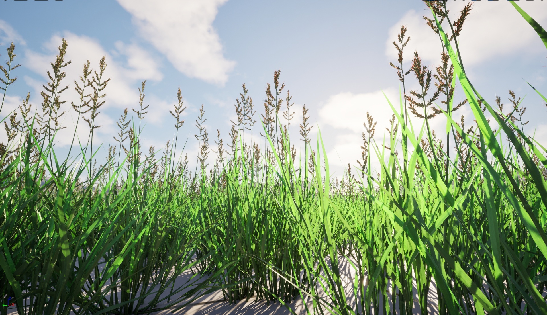 Media 1 for listing Nanite Wind Grass - Echinochloa crusgalli – cockspur grass