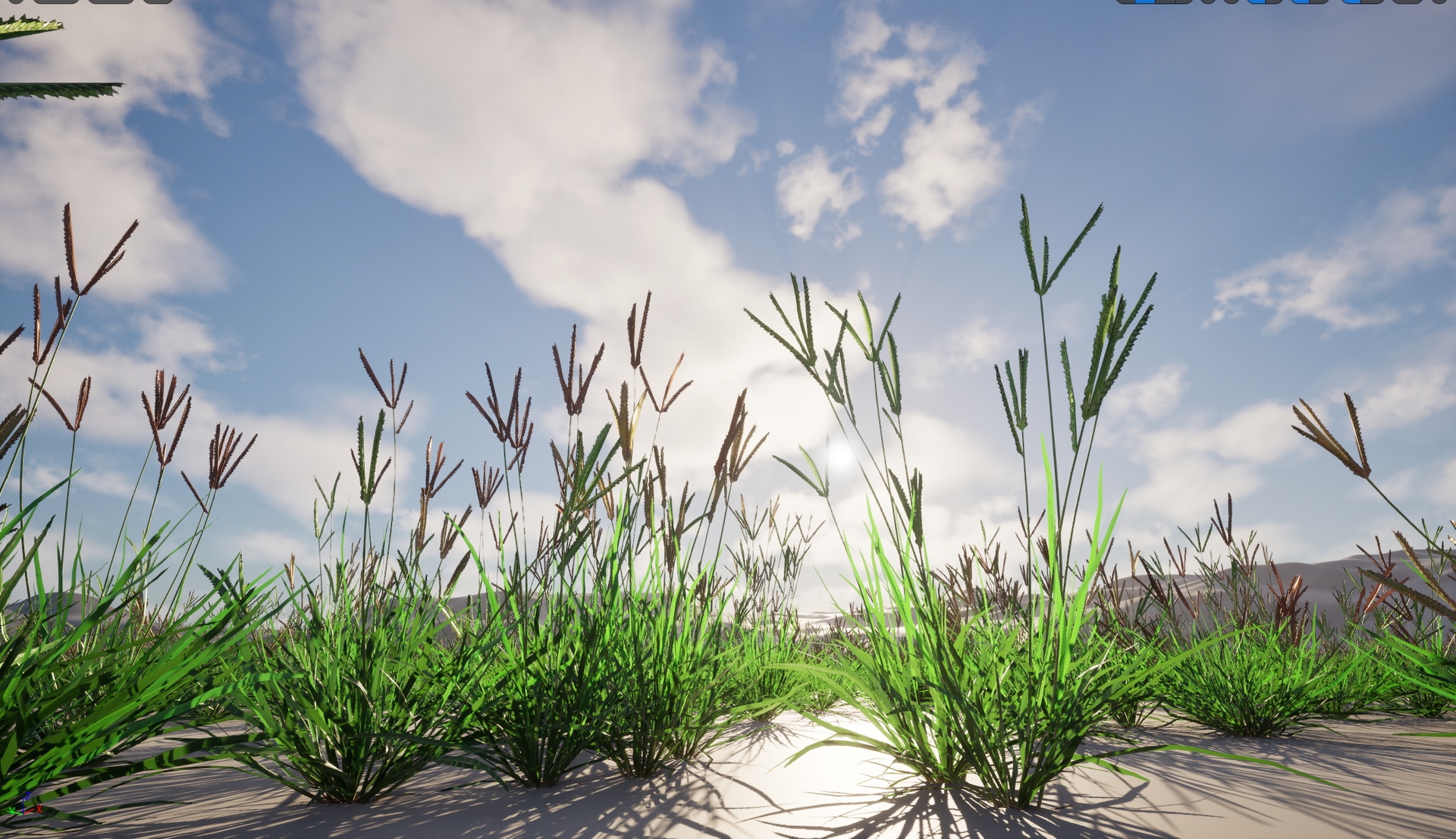 Media 1 for listing Nanite Wind Grass - Eleusine indica – Indian Goosegrass