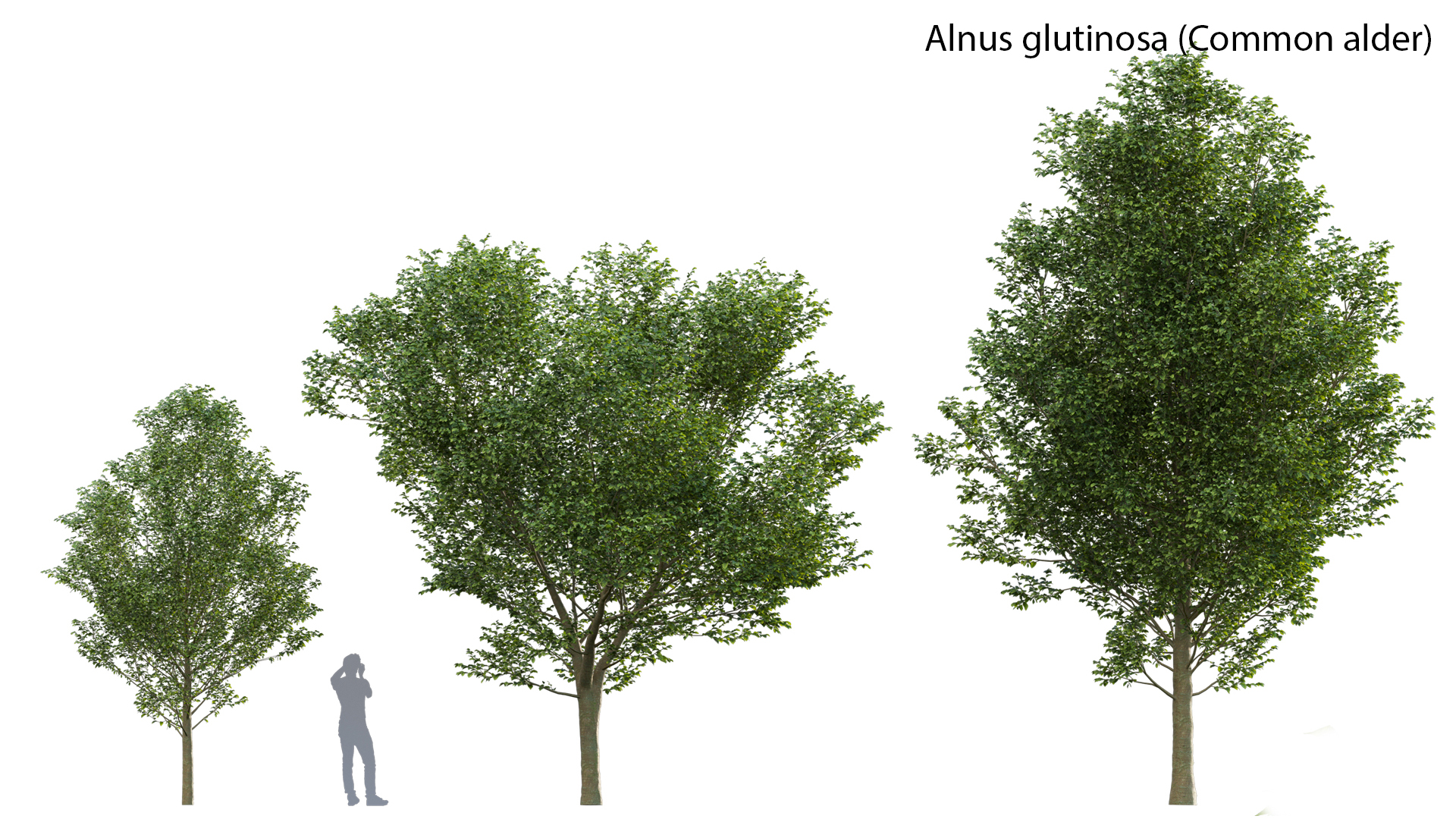 Carpinus betulus - Hornbeam - 02 | Fab