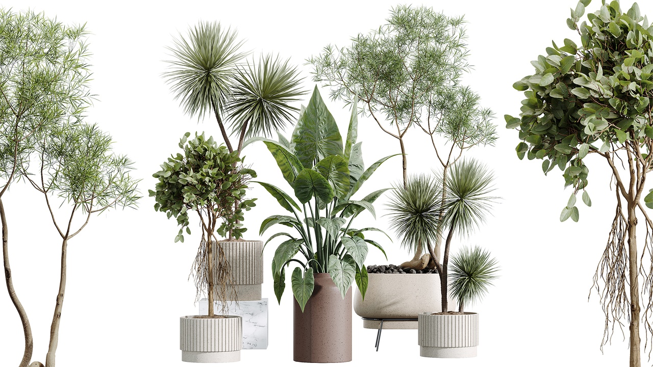 Media 1 for listing AV Indoor Plants Set 607 Yucca Alocasia Elefantenoh Ficus Marginata Ficus Fig