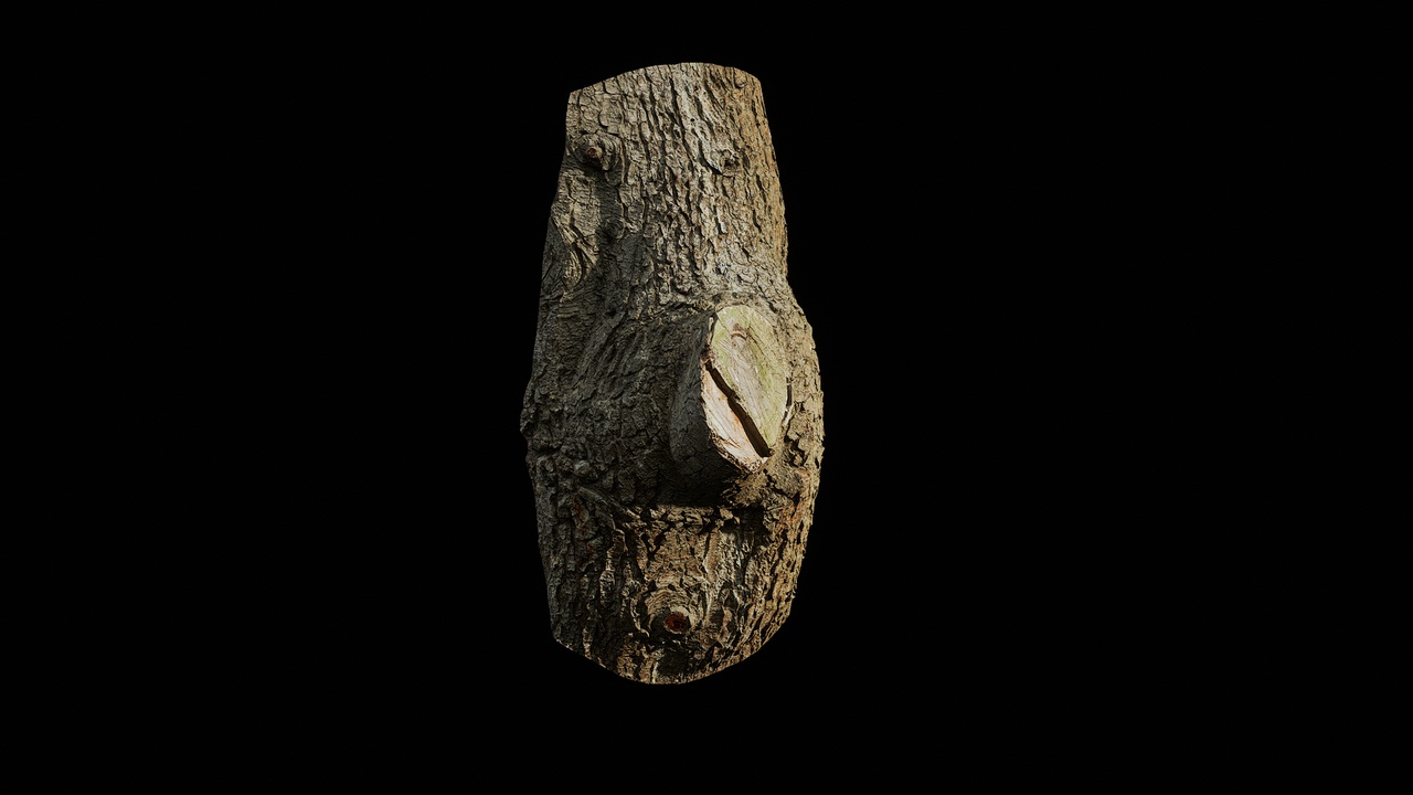 Media 1 for listing AD Cedrus deodara Burl 01