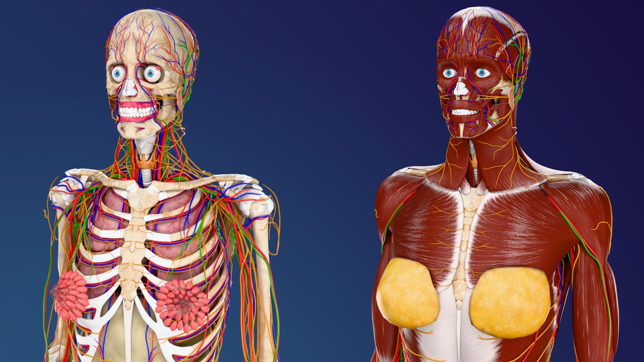 Media 1 for listing Complete Female Anatomy(3D Model)