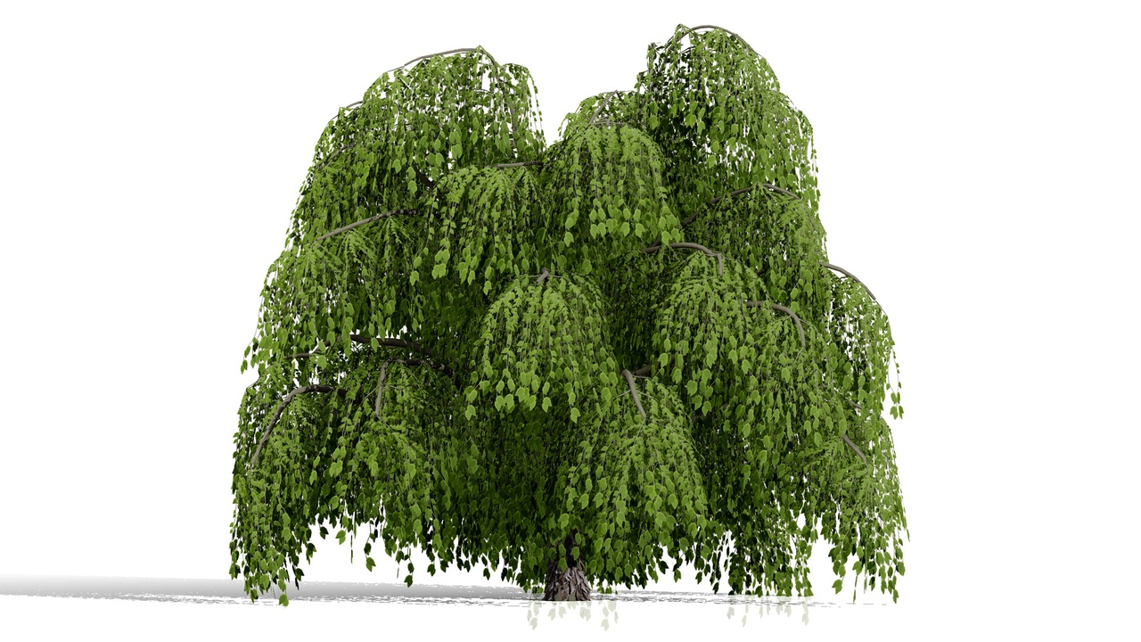 Media 1 for listing North American Common Trees