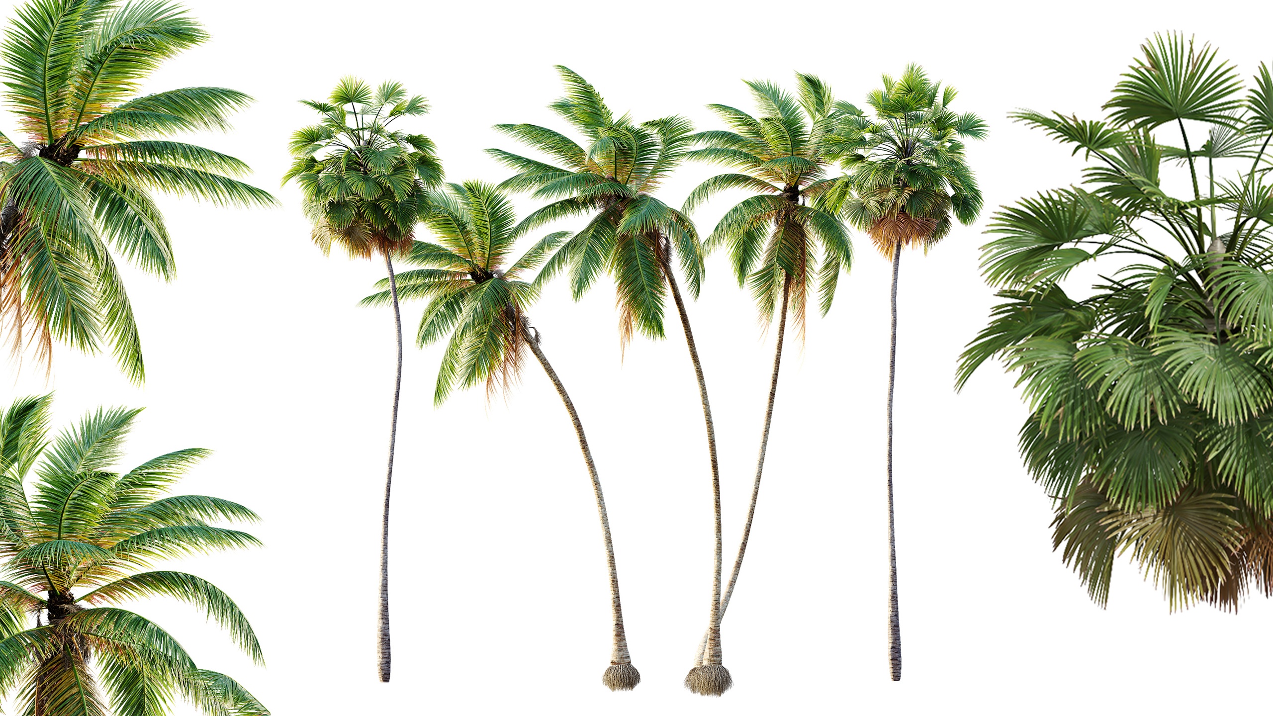 Media 1 for listing AV Borassus Flabellifer and Cocos Nucifera Windy palms