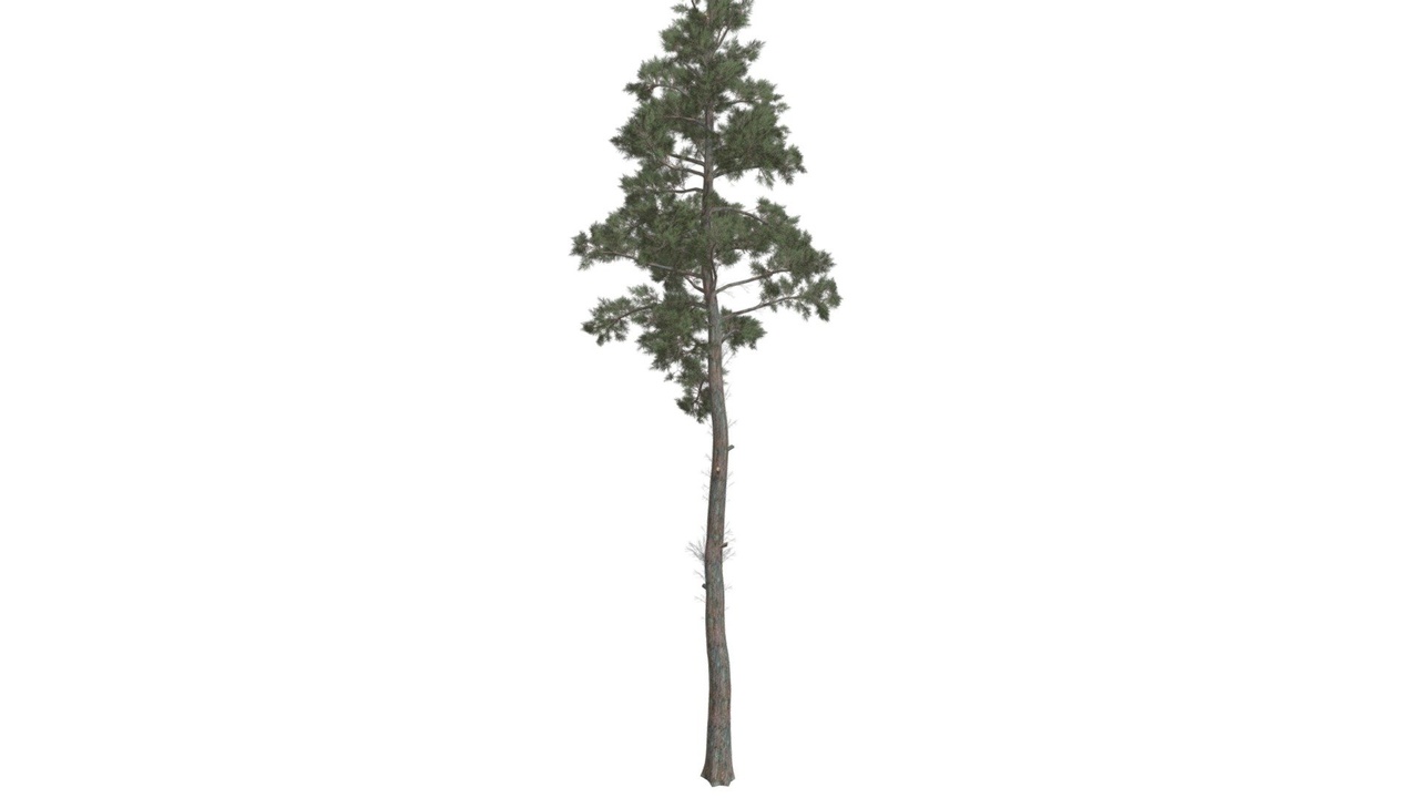 Media 1 for listing Scots Pine Tree #03
