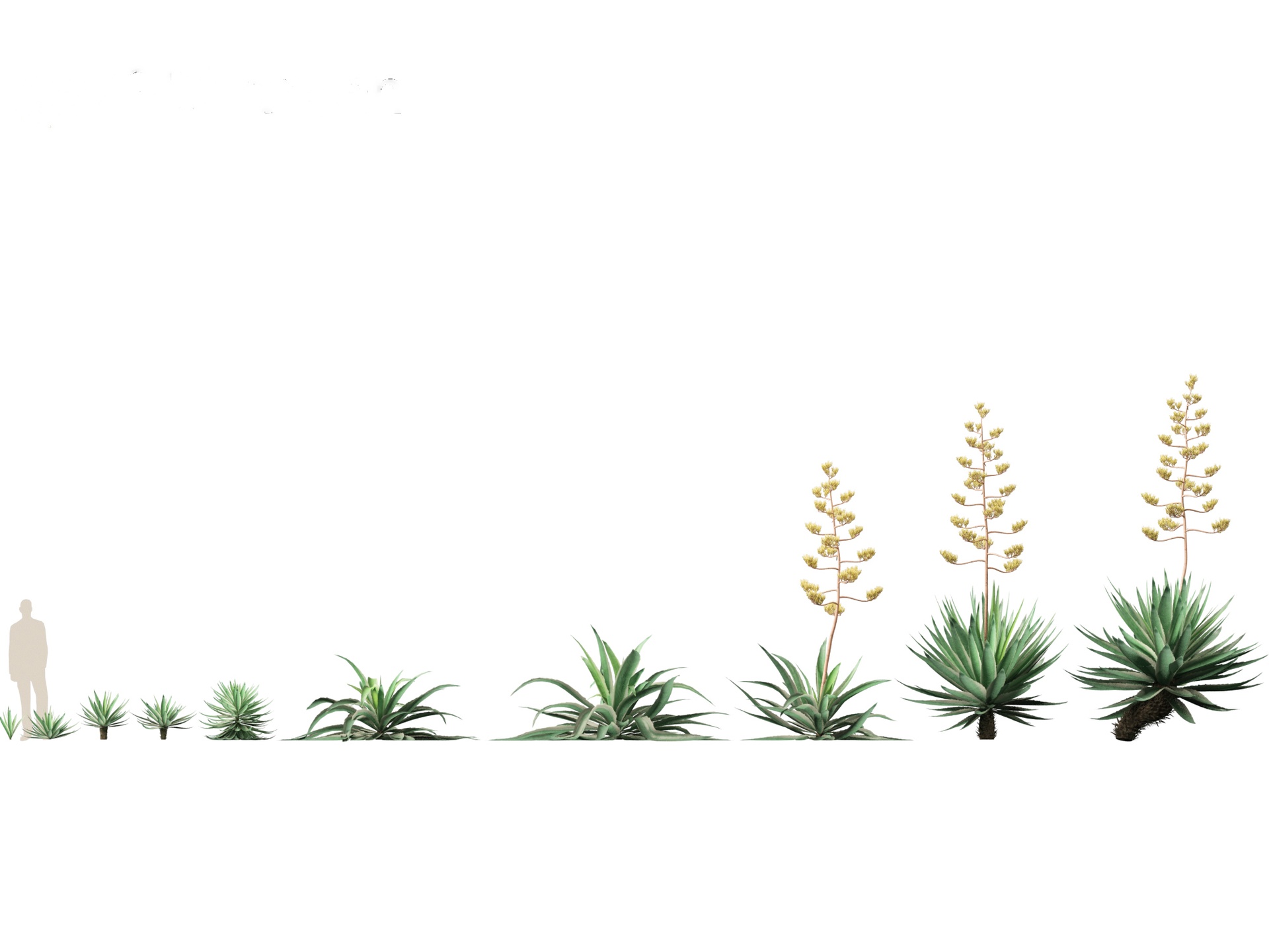 Media 1 for listing Agave angustifolia - Variegated Caribbean Agave