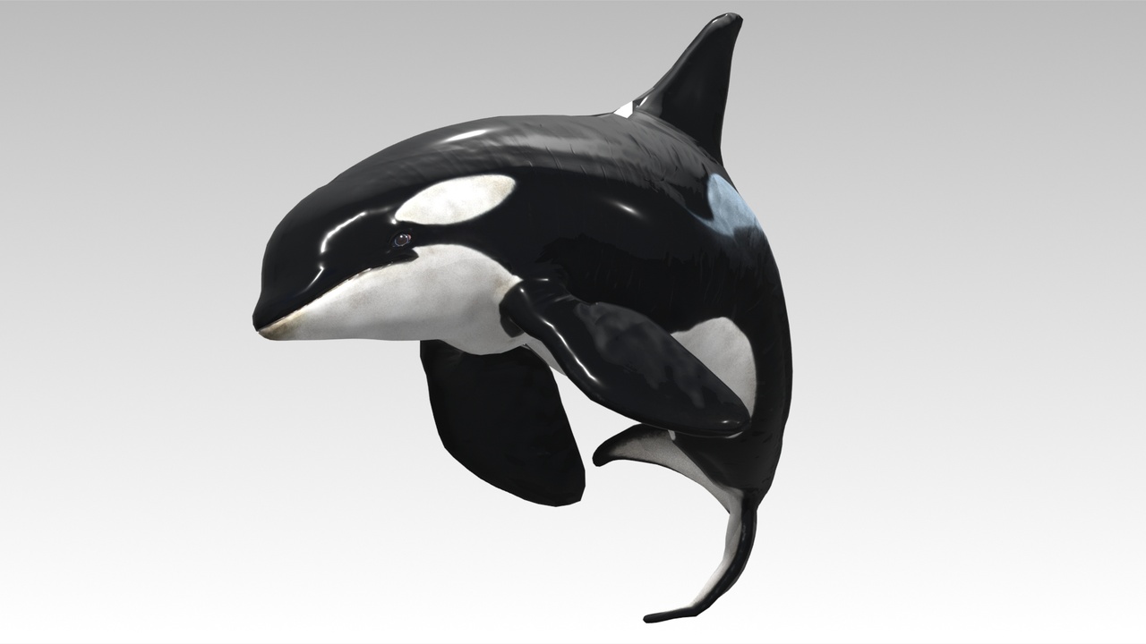 Media 1 for listing Orca Whale