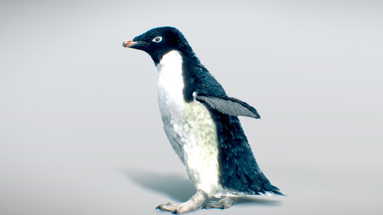 Media 1 for listing Adélie Penguin