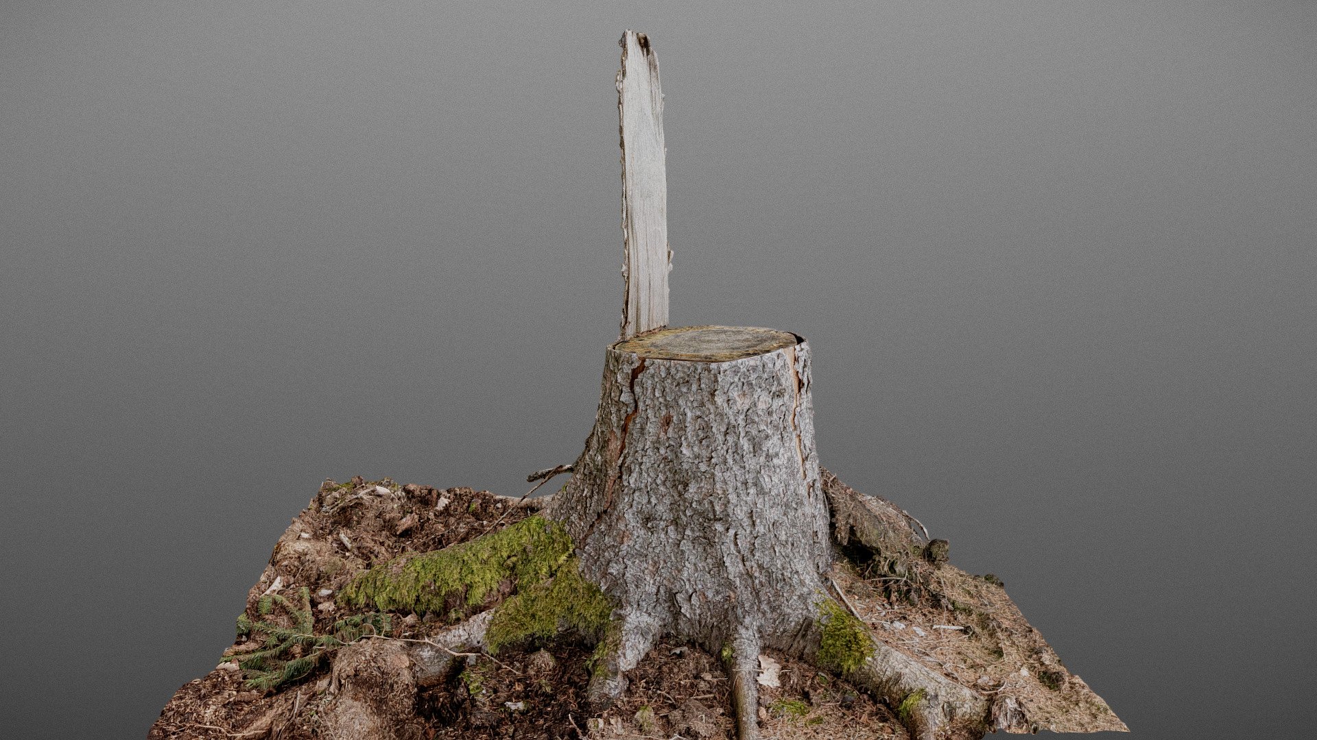 D shape Spruce tree stump | Fab