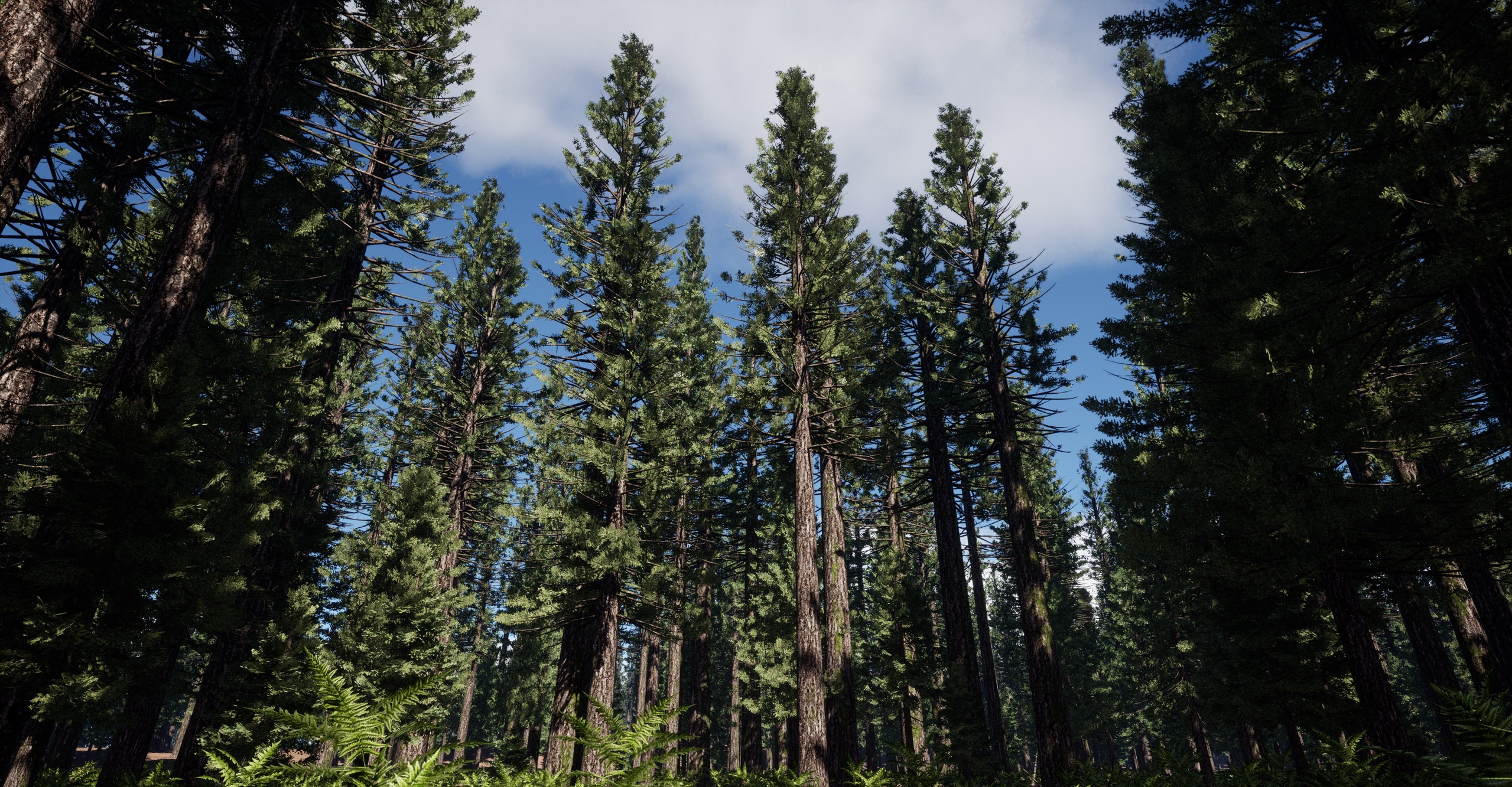 Media 1 for listing Trees Oregon Pine-Douglas Fir Tree