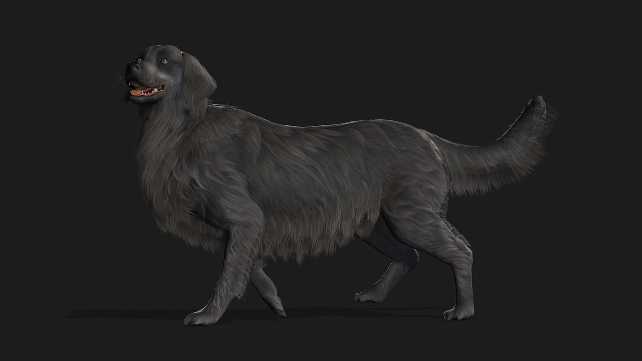 Media 1 for listing Dog_B4
