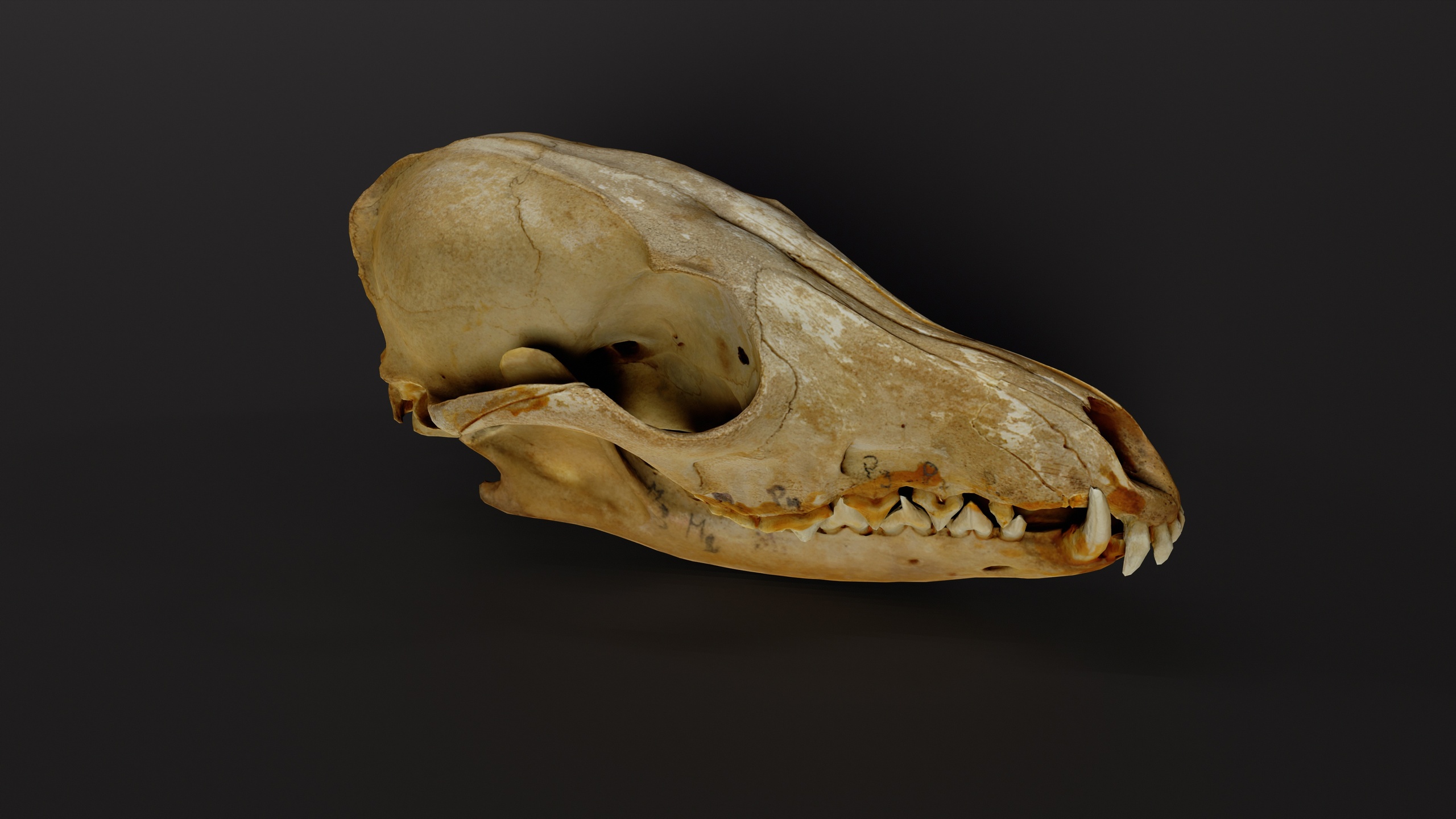 Media 1 for listing Fox Skull