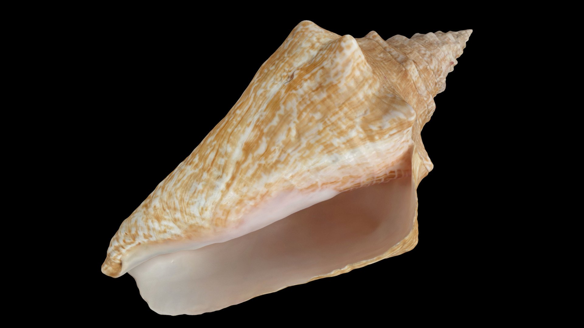Strombus conch sea shell scan coquillage scan | Fab