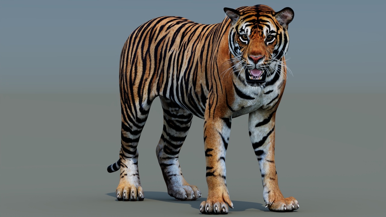 Media 1 for listing Rigged Sumatran Tiger 3D Model - Game-Ready - PBR
