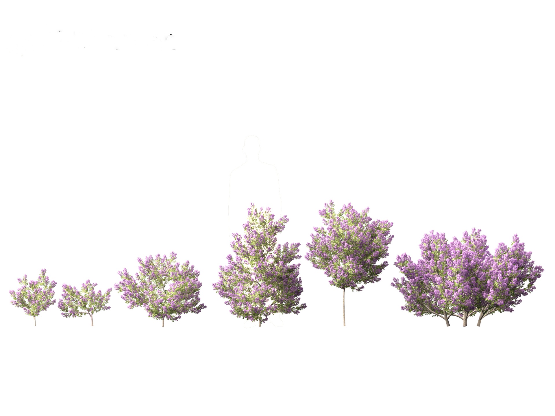 Media 1 for listing Californian lilac - soap bush