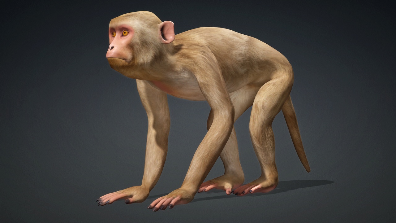 Media 1 for listing Monkey_B1