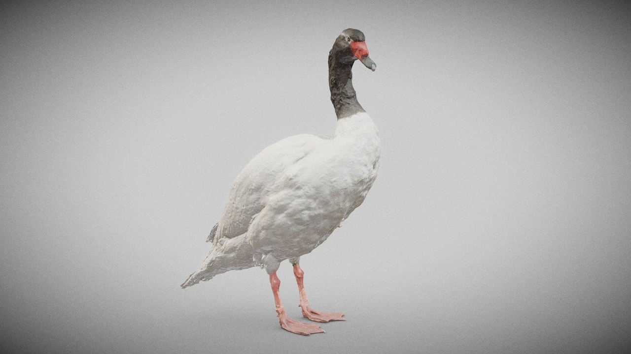 Media 1 for listing Zwarthals Zwaan Swan