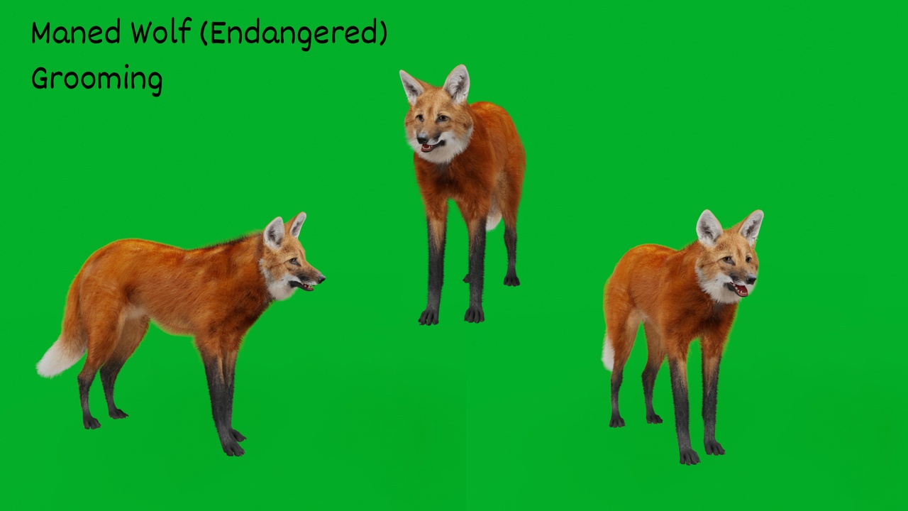 Media 1 for listing Maned Wolf (Endangered)