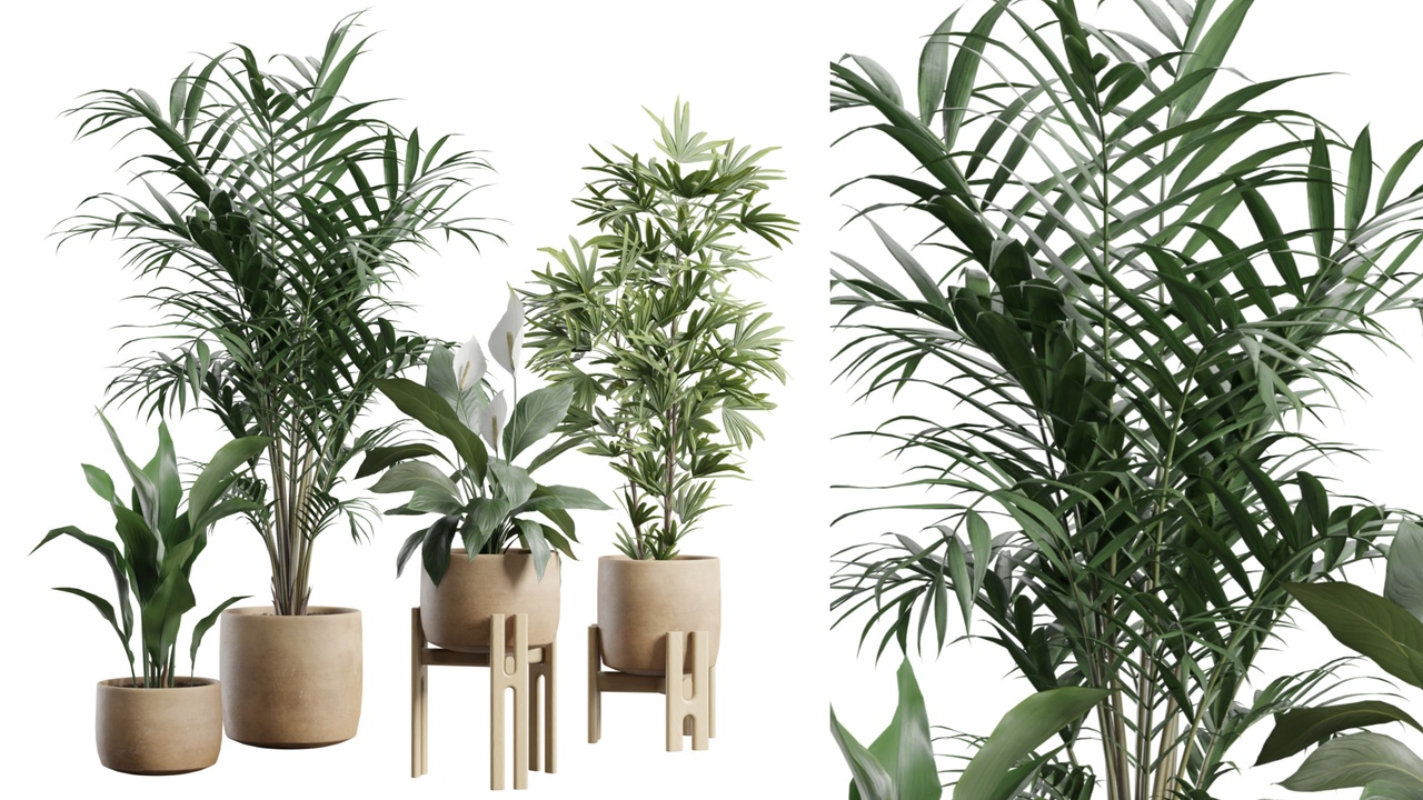 Media 1 for listing Indoor Plants Pack 109