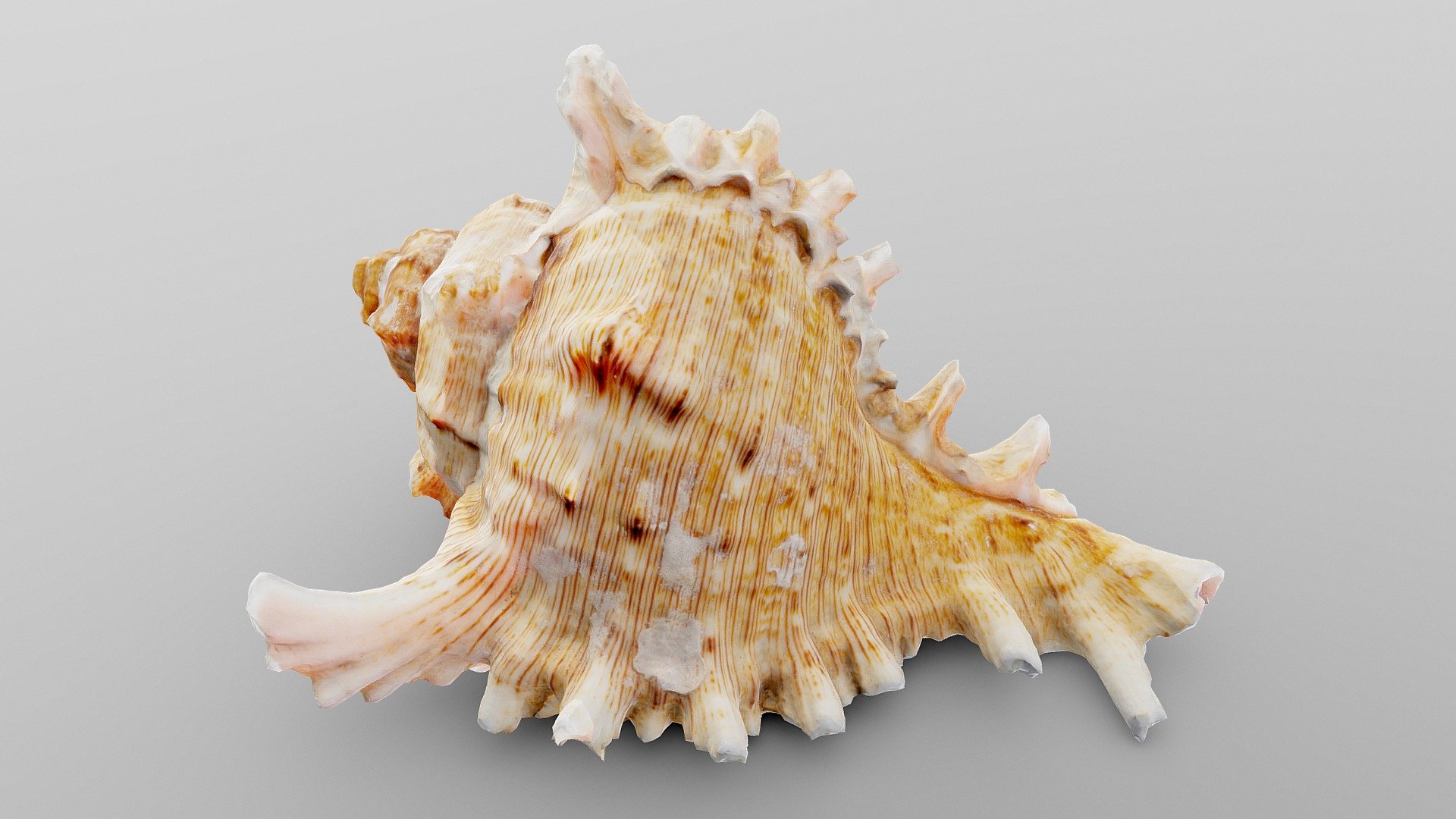 Colored Murex Sea Shell | Fab