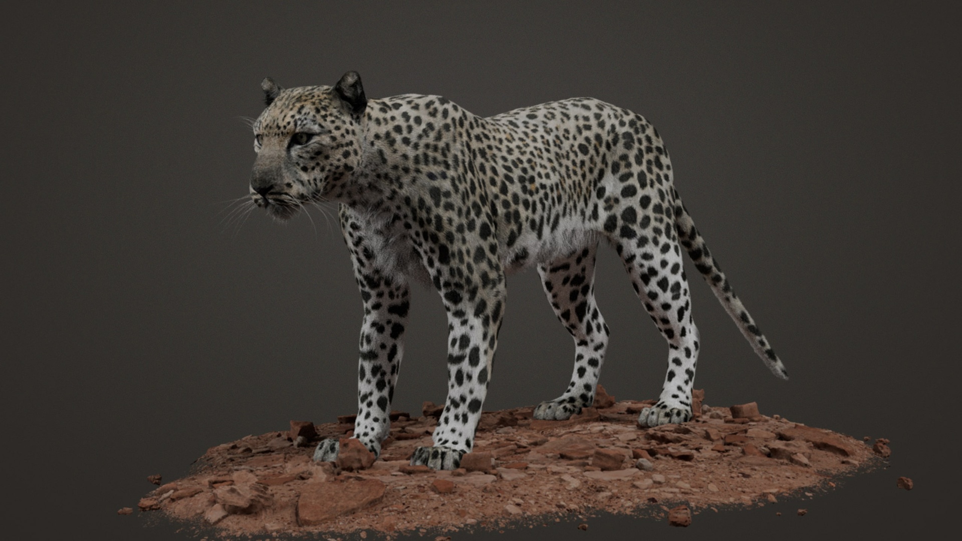 Media 1 for listing Animated 3D Model – Arabian Leopard - High Poly - 8K Textures