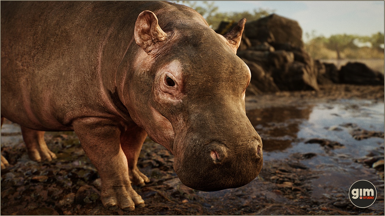 Media 1 for listing Animalia - Hippopotamus (young)