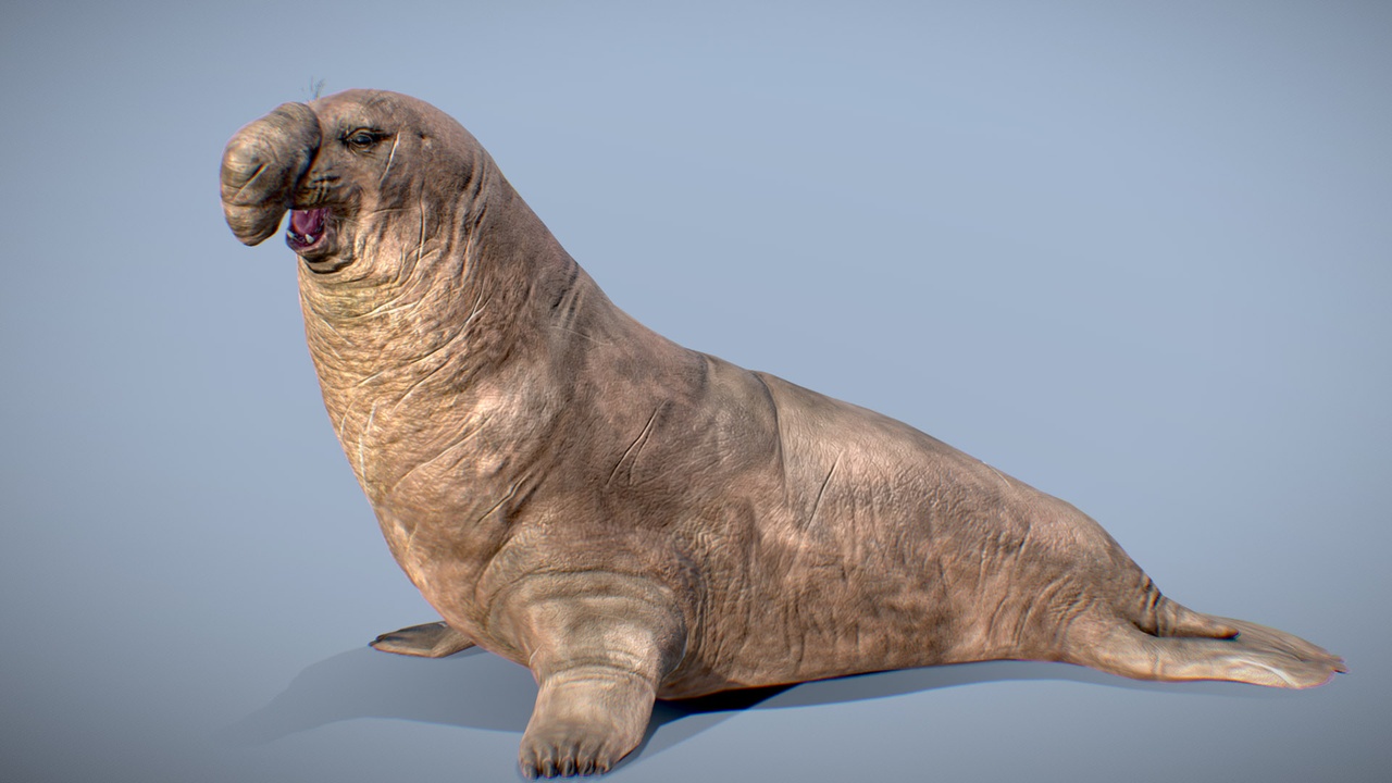 Media 1 for listing Northern Elephant Seal ♂