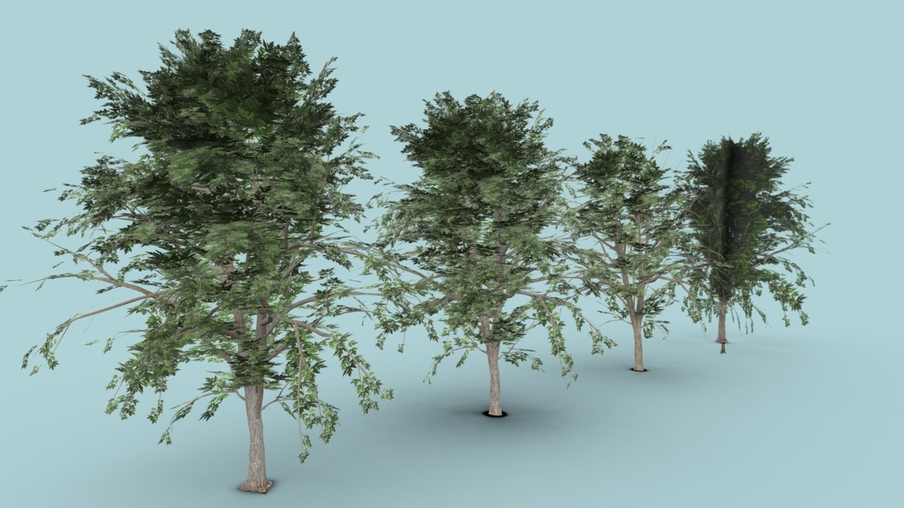 Media 1 for listing Maple Tree Scan Trunk 4 LOD