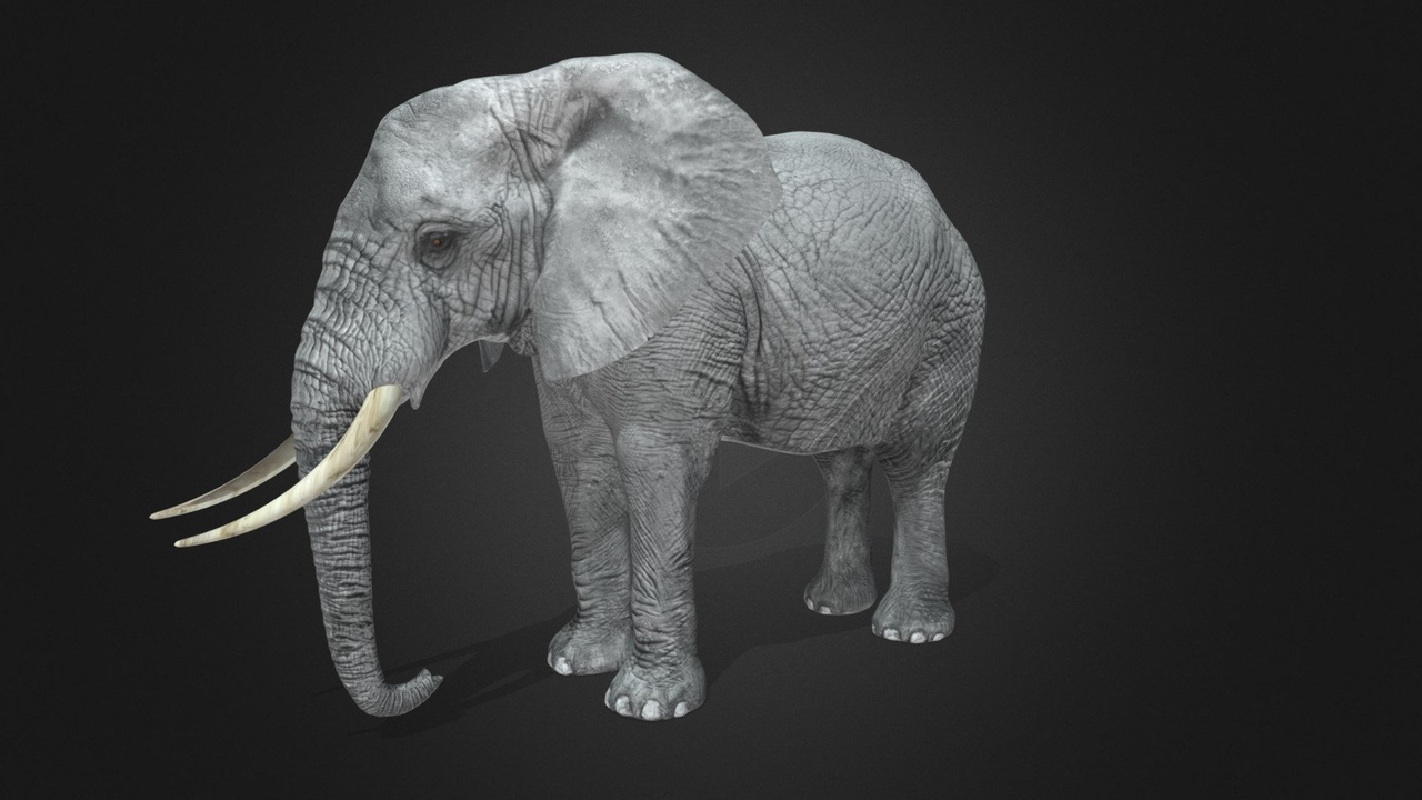Media 1 for listing Elephant - Rigged - Animated model