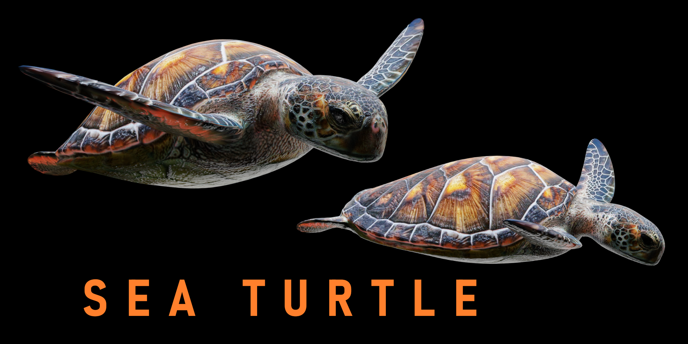Animated Sea Turtle | Fab