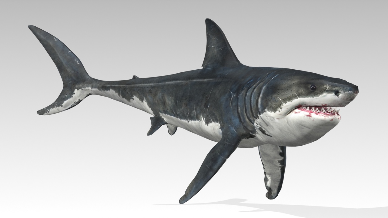 Media 1 for listing Megalodon
