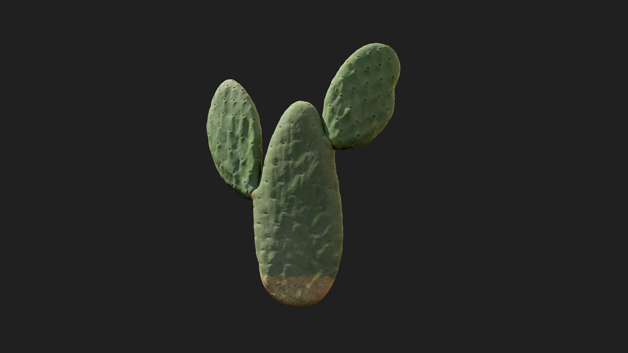 Media 1 for listing Desert American Plant Cactus Small 08