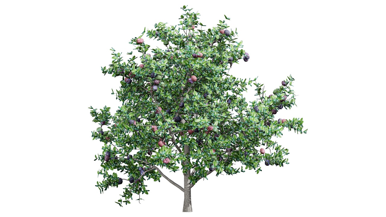 Media 1 for listing South African Natal Plum