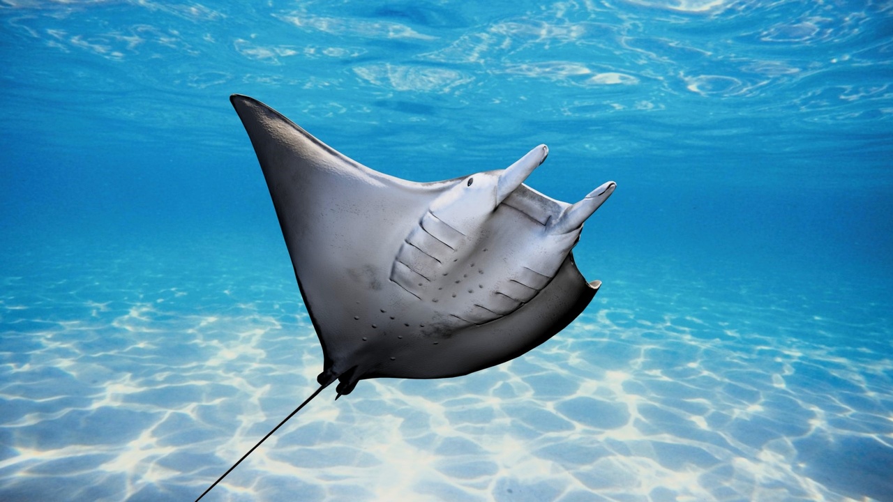 Media 1 for listing Realistic Ocean Wildlife Mobula Rays