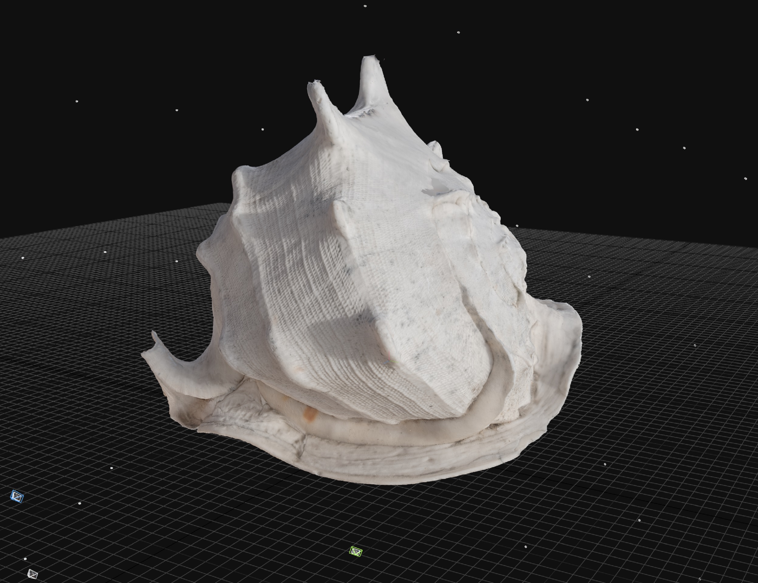 Large Sea Shell | Fab